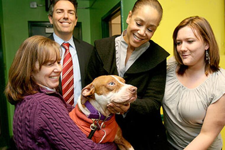 Prior to a Humane Society press conference to announce the launch of an education initiative in urban areas to discourage dog fighting, "Yukon Cornelius" was the center of attention Thursday. The dogs' previous owner was accused of dog fighting. and Yukon is now a therapy dog. (Charles Fox / Staff Photographer)