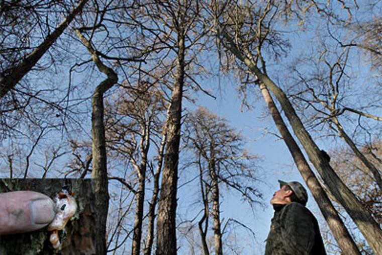 New Jersey Forest Service Regional Forester David Finley walks through an area along Clark's Landing Road in Galloway Township where most of the pitch pine trees (about 500 acres) have been killed by the Southern Pine Bark Beetle (inset). (Elizabeth Robertson / Staff Photographer)