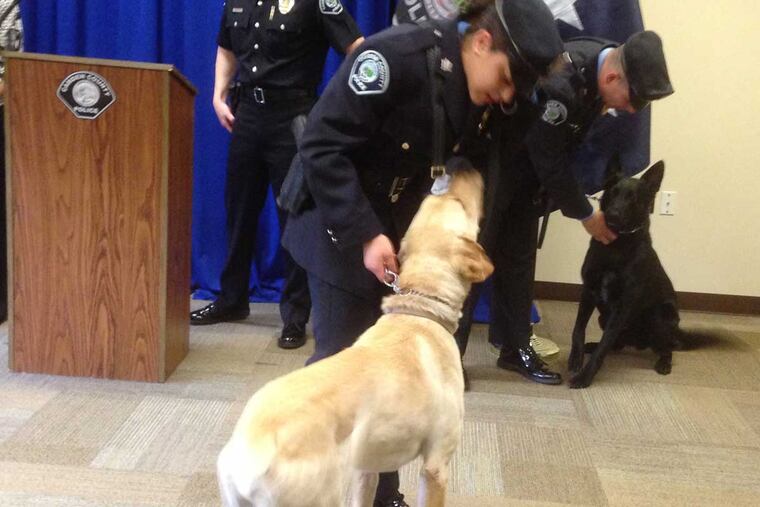 Officer Gabrielle Camacho, the first female K-9 officer on the Camden County force, and her partner, Peyton. Camacho and Peyton will work in narcotics and community relations.