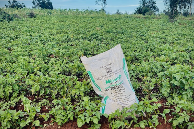A bag of fertilizer is ready to be used on Elizabeth Wangua's land in Limuru, Kenya Wednesday, March 25, 2026.