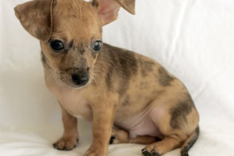 When naming a puppy, keep in mind a name like Fuzzy, which might be cute when it's small and, well, fuzzy, might not be so cute when the dog is fully grown. (Jill Johnson/Fort Worth Star-Telegram/MCT)