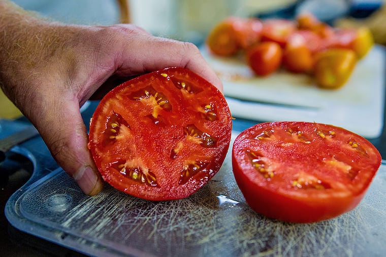 An example of the tomato that is being bred by scientists at Rutgers. JEFF FUSCO / For The Inquirer