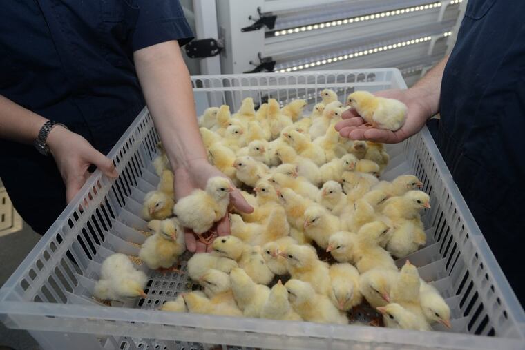 A proprietary basket is home to about 90 newly hatched chicks and provides them a clean and safe environment to flourish in at Bell & Evans’ hatchery in Lebanon County.