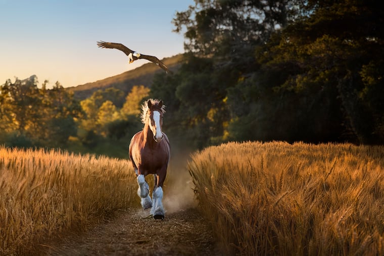 Lincoln the bald eagle soars alongside a Clydesdale in Budweiser's new Super Bowl ad.