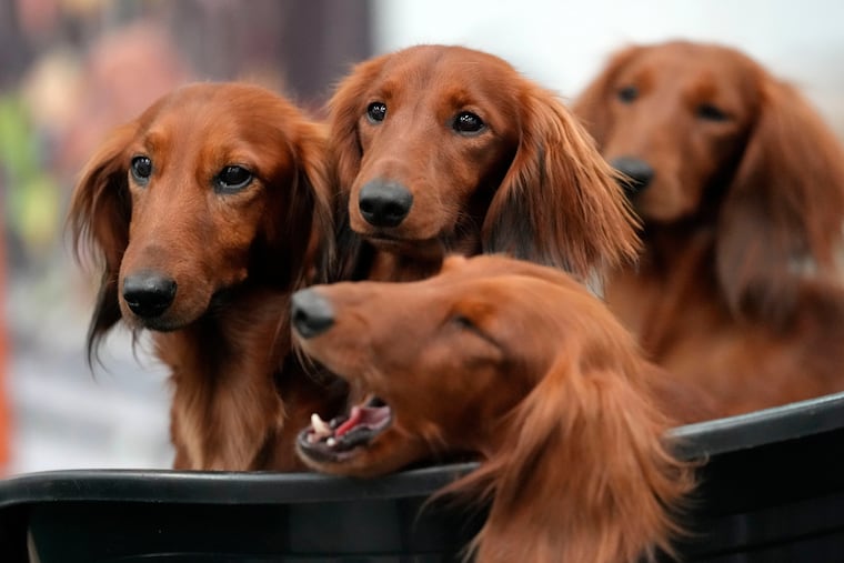Four dachshunds wait in a basket of a breeder at a dog show in Dortmund, Germany, Friday, Nov. 8, 2024. (AP Photo/Martin Meissner, file)