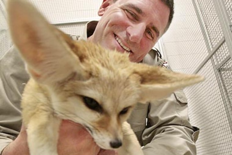 Wildlife educator Joe Fortunato gets his paws around a fennec. His Warwick Twp. zoo opens Friday. (Elizabeth Robertson/Staff Photographer)