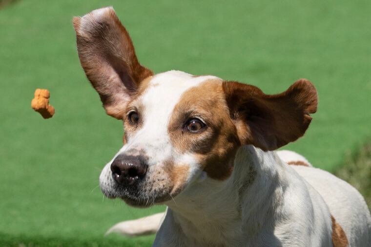 The Bryn Mawr Hound Show celebrates its 110th year this Sat. June 1, 2024
It’s the oldest completely outdoor hound show in America with Foxhounds, Beagles, Bassets, and more. It is held at the Radnor Hunt Club. A foxhound chases a dog treat thrown to demonstrate its running in the conformation judging.