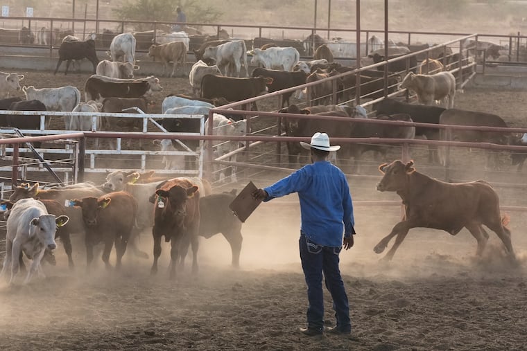 A ranch hand sorts calves in July at a ranch in Zamora, northern Mexico.