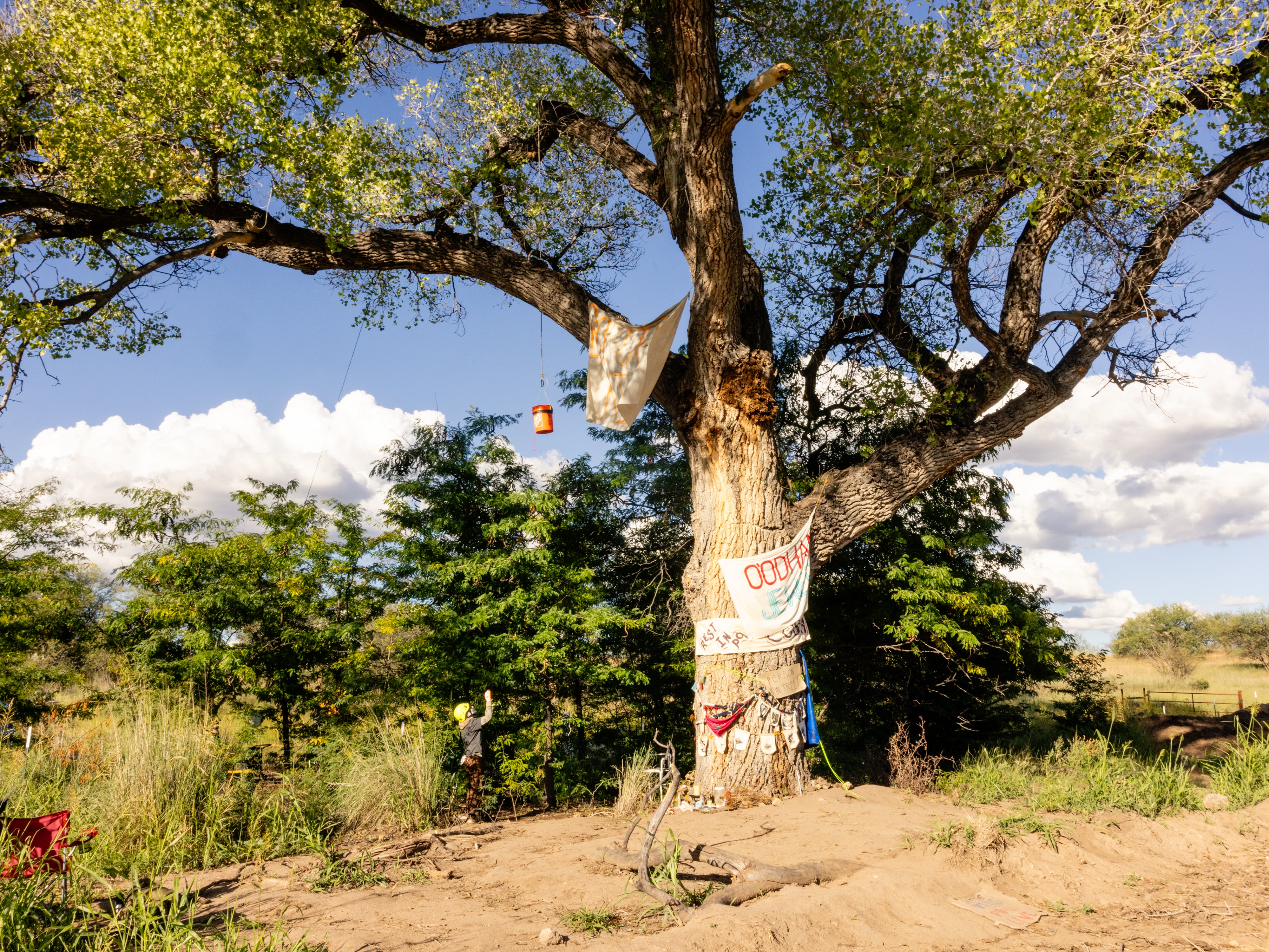 They sat atop a ‘grandmother’ tree for months. Border agents knocked it down