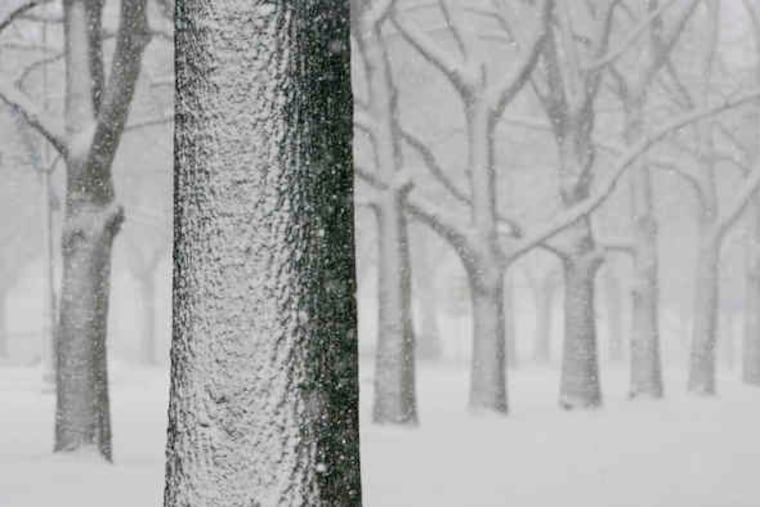 An artist might best appreciate the flattening of perspective that the whiteout imposed on woods near the Philadelphia Museum of Art.