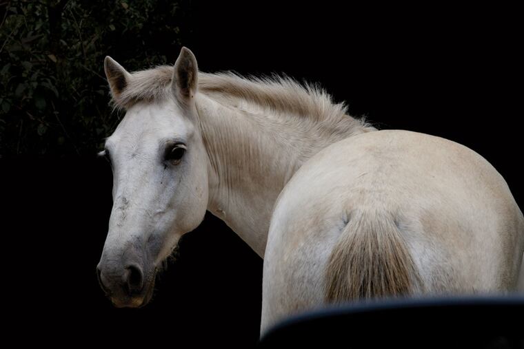 "Horse by Car," a 2015 photograph by Eileen Neff at Bridgette Mayer Gallery. Her wall-mounted works can appear to be window views.
