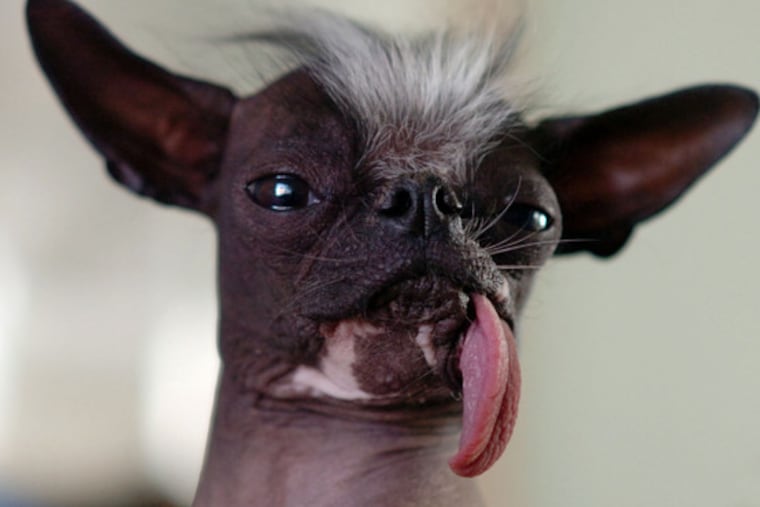 Elwood, from Sewell, held the title last year. He and a Fishtown mutt, Pee Wee Martini, have the pedigree to replace the latest champ.