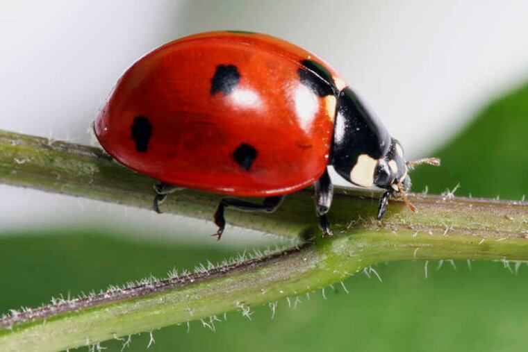 A huge blob that appeared on the National Weather Service's radar wasn't a rain cloud, but a massive swarm of ladybugs over Southern California.