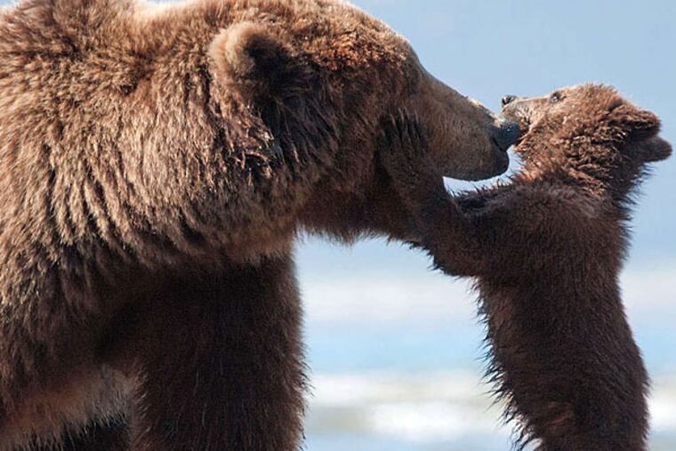 Mama bear Sky snuggles with her cub Scout in Disneynature's "Bears." (Adam Chapman/Disney)