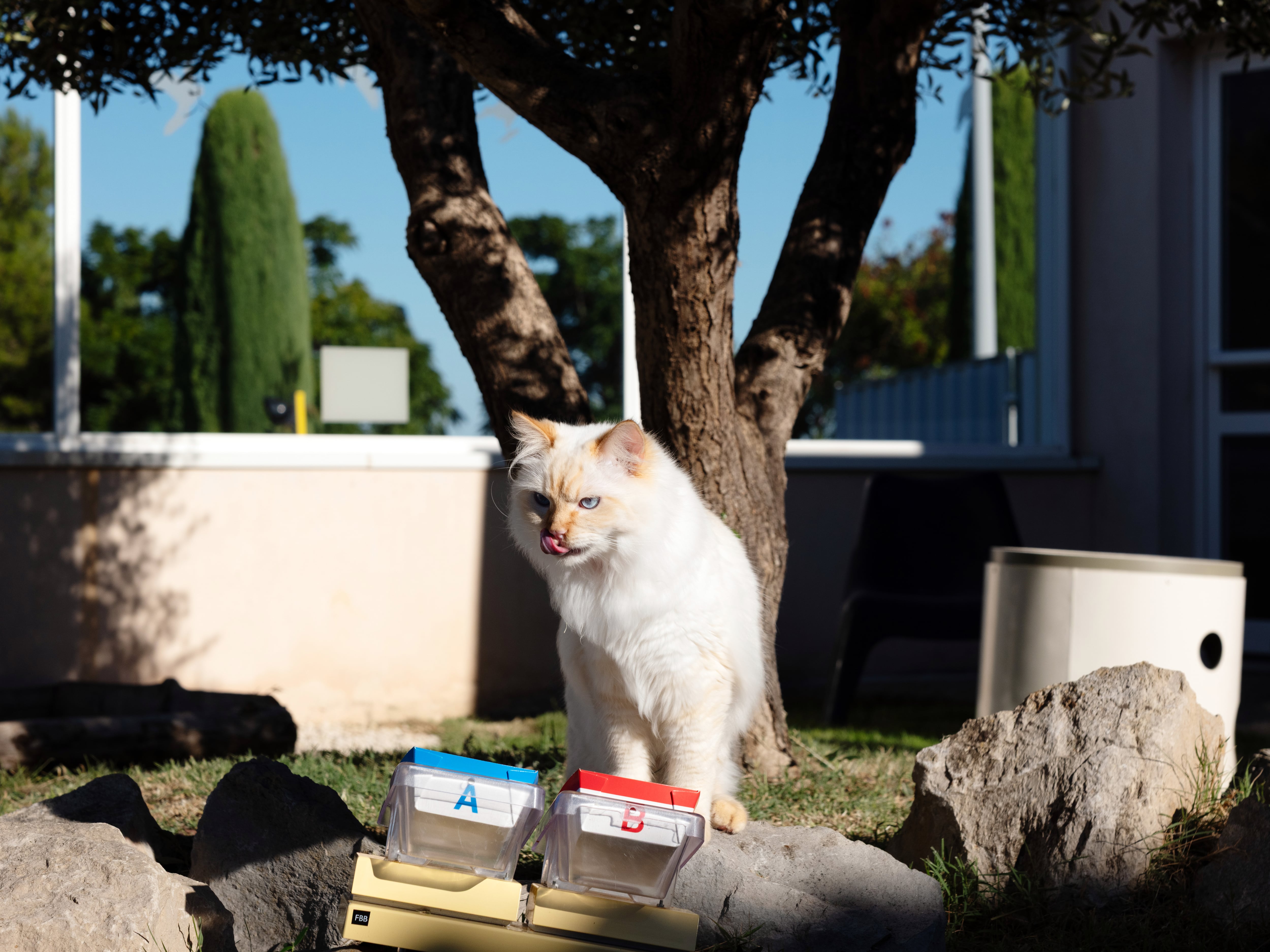 These taste testers have four legs and picky palates