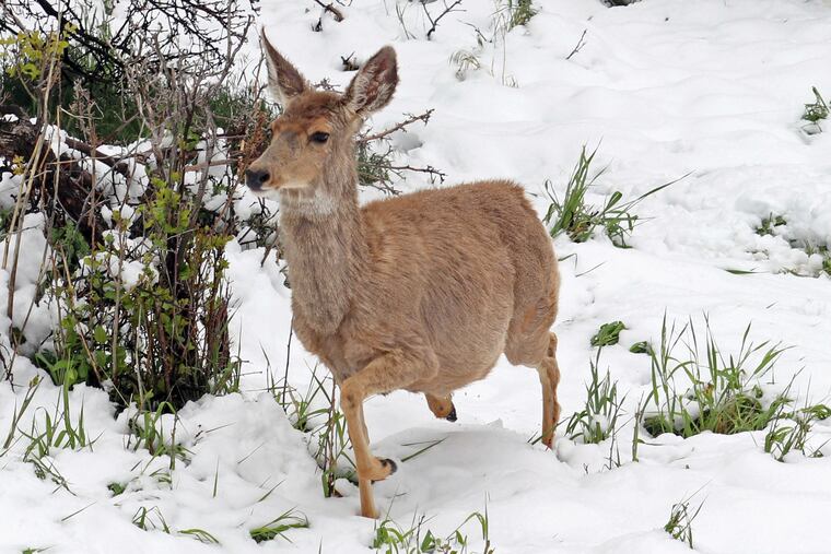 Pennsylvania Game Commission officials are looking for two men captured on video beating an injured deer. The video was circulated on social media.