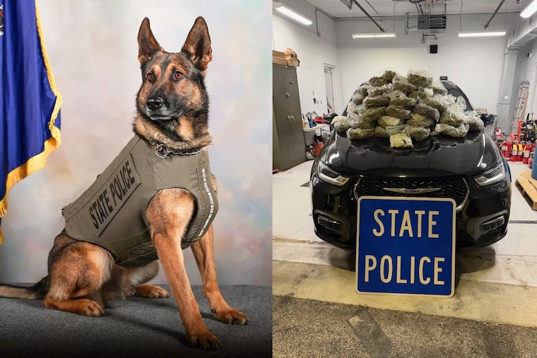 Ivan, a drug-sniffing K-9 dog working for the Pennsylvania State Police, made a 40-pound drug bust in Delaware County last month.