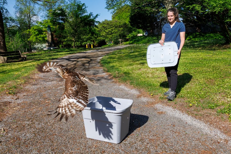 Sydney Glisan, interim director of wildlife rehabilitation at Schuylkill Environmental Education Center, releases Dilworth, a 1-year-old male hawk, at the Fairmount Park Horticulture Center on Wednesday.