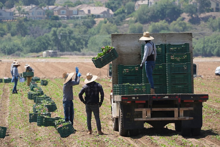 Farmworkers harvest produce on Thursday, June 12, 2025, in Moorpark, Calif.