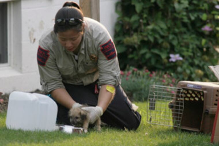 PSPCA officer Ashley Mutch, who went undercover during the investigation of the kennel, helps a sick puppy. The raid was filmed for the reality TV show "Animal Cops: Philadelphia."