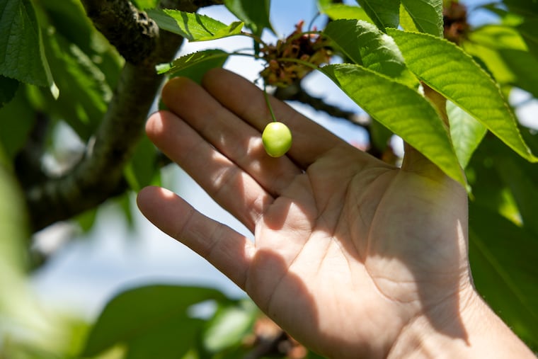 Pennsylvania fruit farmers lost nearly $200 million in crops this year due to a late-April freeze, leaving only some fruits to survive. Jeremy Zeager, 44, of West Chester, Farm Manager at Highland Orchard, showing one of the few cherries in the process of growing after the frost due to change in weather in West Chester, Pa.,, on Friday., May 8, 2026.