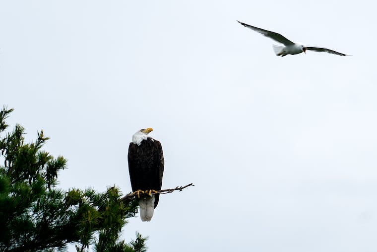 A bald eagle sits on a branch while a seagull harasses it in Voyageurs National Park, Minnesota.