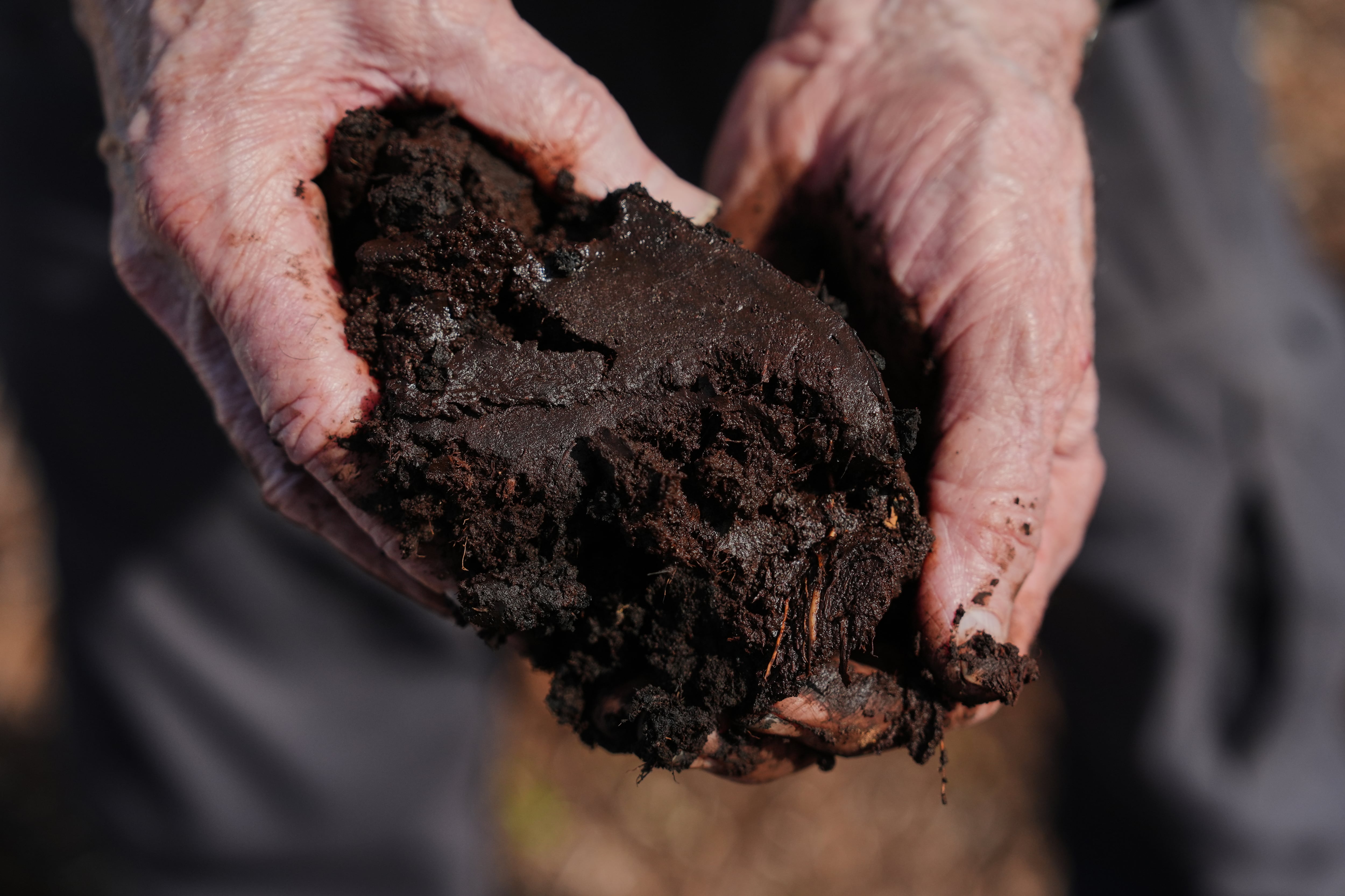 Takeaways from AP story on a major effort to restore peatland in North Carolina