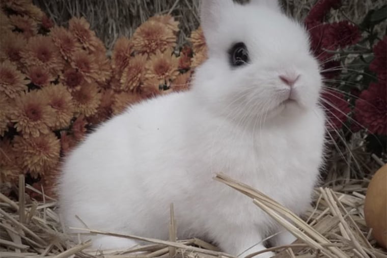 Despite what you've seen on TV and read in fairy tales, carrots are not good food for rabbits.