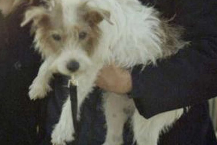 Cosmo the Jack Russell terrier in "Beginners," is beingsuggested for an Academy Award.