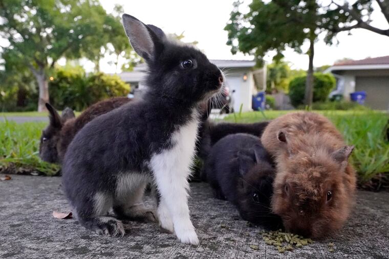 Rabbits gather to eat food left by a resident last week in Wilton Manors, Fla.