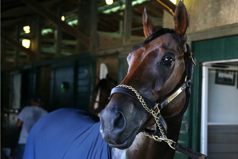 Nyquist rests in barn at Monmouth Park on Thursday in preparation for Sunday's Haskell Invitational.