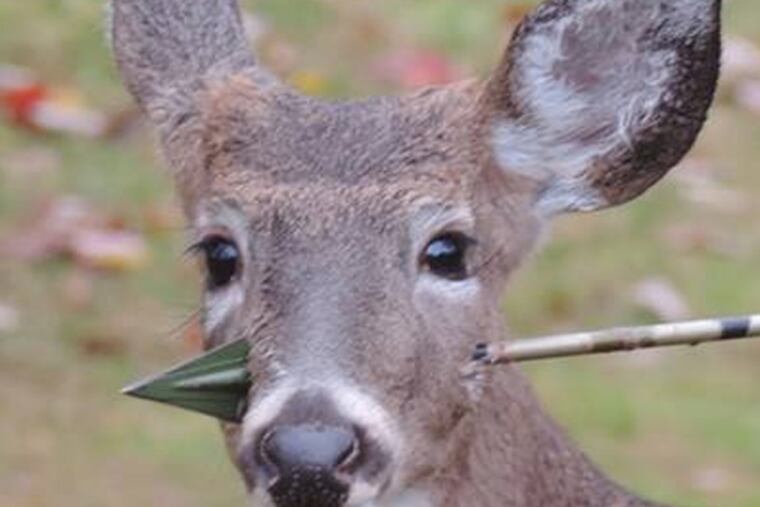 Deer with an arrow in its head, photographed in Rockaway, N.J., on Nov. 1, 2013, eluded attempts for help for days. (Susan Darrah / Facebook)