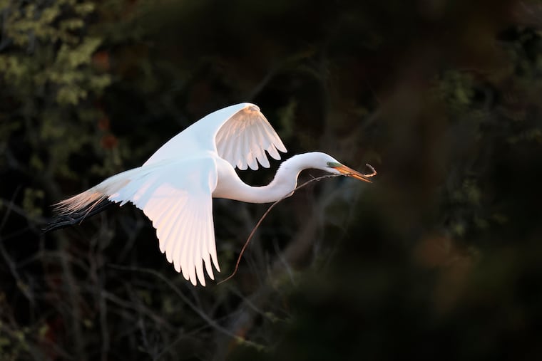 An American Great Egret carries material to build a nest at the rookery, by the Roy Gillian Ocean City Welcome Center, on the 9th Street causeway over the Great Egg Harbor Bay in Ocean City, N.J.