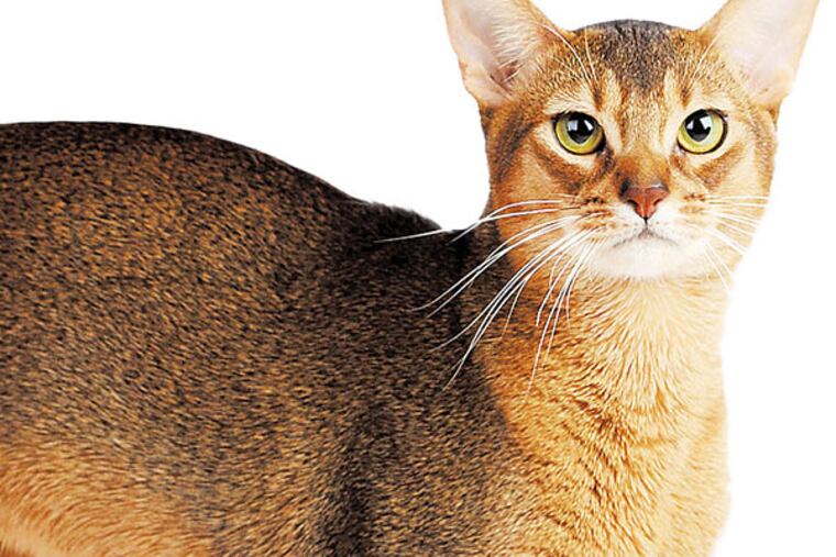 Cats are said to have nine lives, but one researcher is looking to learn more about the genome sequences of 99 felines.