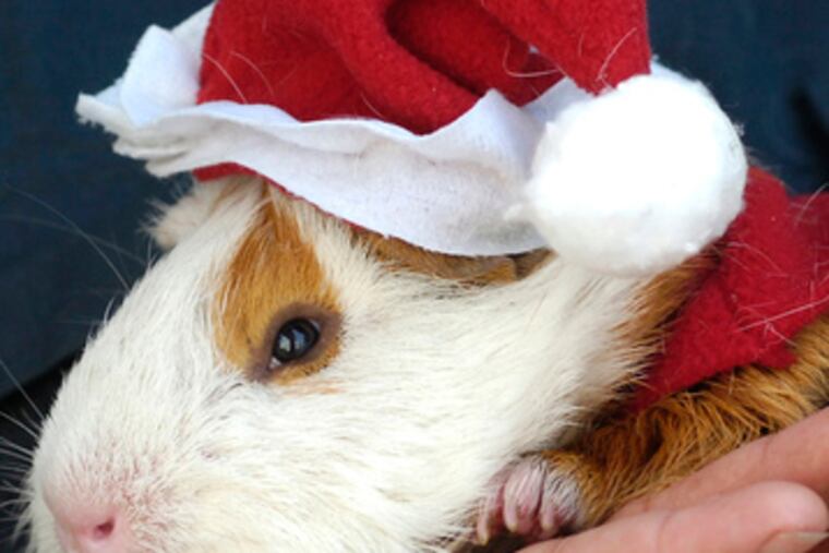 A Peruvian guinea pig suffers the indignity of being dressed as Santa as a way of showing that he'd be a good holiday meal.