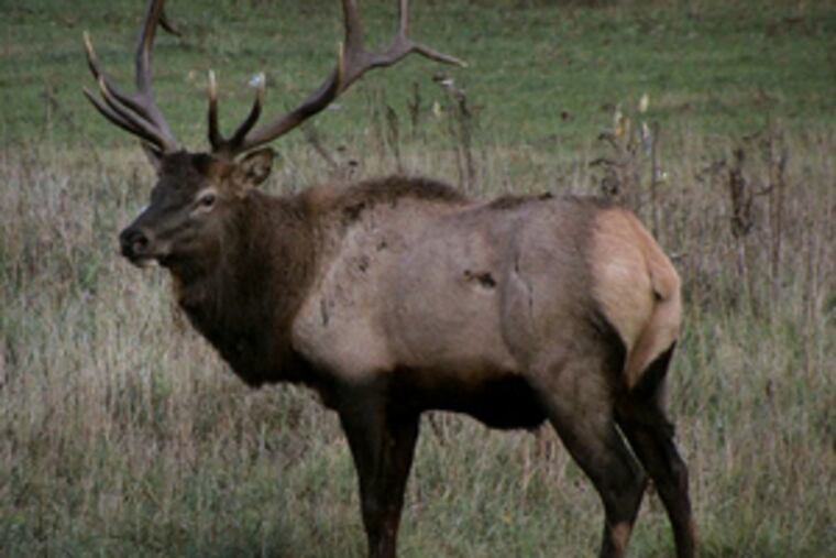 Brown and gray, with a big, beige butt - yes, you're definitely looking at a Pennsylvania elk. Bulls like this one can range up to 1,000 pounds, and cows up to 600. There are limited hunting seasons, but to the state the elk are worth more alive than dead. Safari-like excursions to observe them are a significant new regional industry.