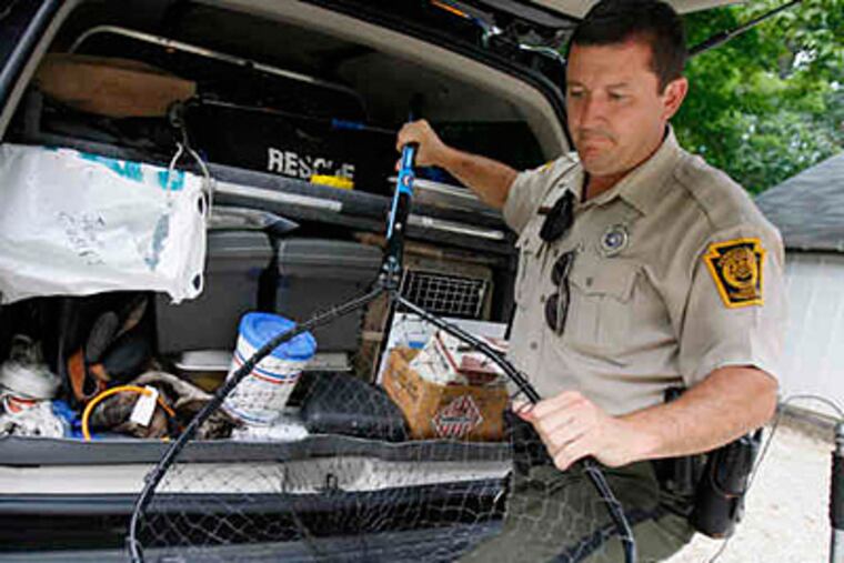 The long arm of the law, in his case, wields an animal snare. Jerrold Czech Jr., Philadelphia's only wildlife conservation officer, prepares to take another critter into protective custody. (Elizabeth Robertson / Staff)