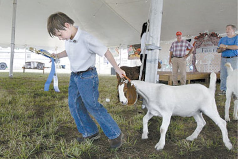 Harrison Layton, 8, of Juliustown, and his 4-month-old boer goat "Mindy" get 1st place in the 0-4 month old breeding does category during opening day of the Burlington County Farm Fair on Wednesday. (Elizabeth Robertson / Staff Photographer)