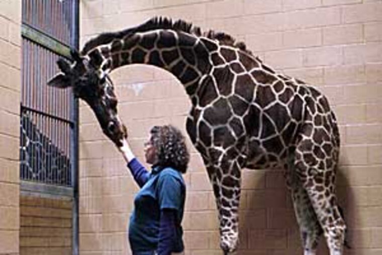 The 15-foot-tall giraffe had been on medications for age-related arthritis for some time.