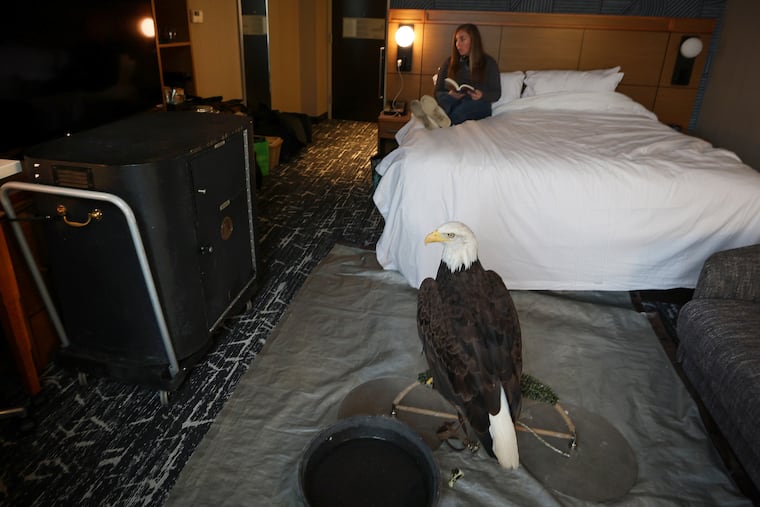 Lincoln doesn't get his own hotel room on the road, but he does get his own space — and has a darkening crate if the room gets too bright.