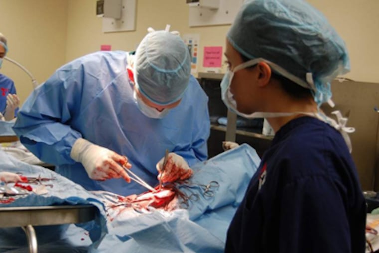 Dr. Rachael Kreisler (right) oversees Penn veterinary students in the surgical suite of Philadelphia's Animal Care and Control Operations Center. (Ronnie Polaneczky / DAILY NEWS STAFF)