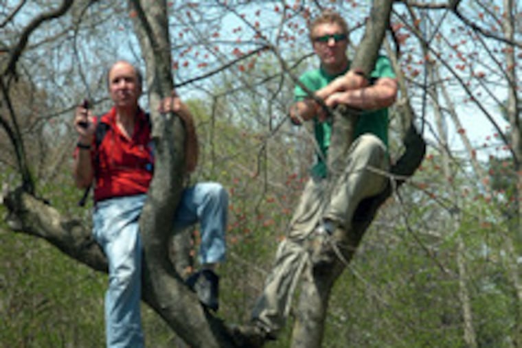 Milt Tarshish of Bala Cynwyd (left) and Dave Deuschle of Havertown climbed a tree to see Barack Obama at the Wynnewood train station yesterday.