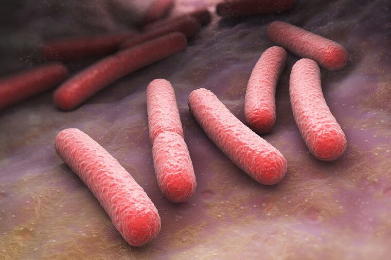 Tolerant bacteria are dormant until an antibiotic threat has passed, then reemerge to conduct business as usual.