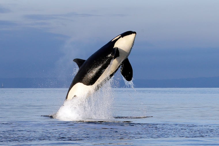 In this Jan. 18, 2014, file photo, an endangered female orca leaps from the water while breaching in Puget Sound west of Seattle, Wash.