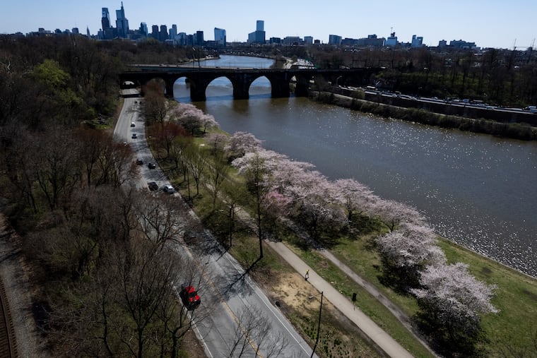 Blooming cherry blossoms line the Schuylkill River Trail along Kelly Drive in April 2025. The road will undergo resurfacing work this month.