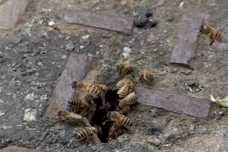 A swarm of bees went into a sewer via a maintenance hole in South Philadelphia in May. Mark Berman, a board member of the Philadelphia Beekeepers Guild who runs Anna Bee's Honey, setup a trap to lure them out over time. This photo is from May 15, 2026.