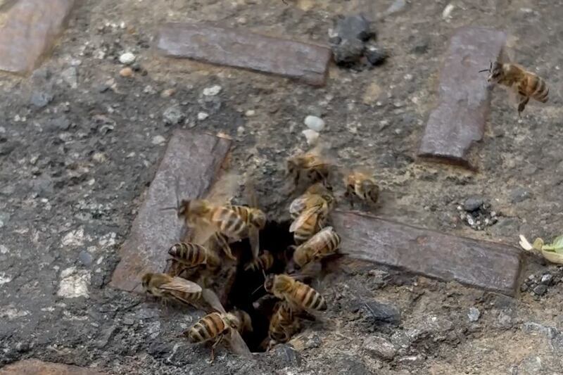 Beekeeper Application Icon It's bee swarm season. Are there more than usual in Philadelphia?