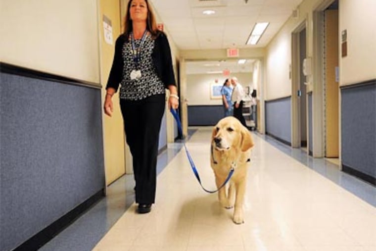 Ford, an 8 year old golden retriever, is the newest member of Magee Rehabilitation Hospital's therapy team. He is their full-time facility dog, and helps patients recover both physically with tasks and by providing warm unconditional love. (SHARON GEKOSKI-KIMMEL / Staff Photographer )