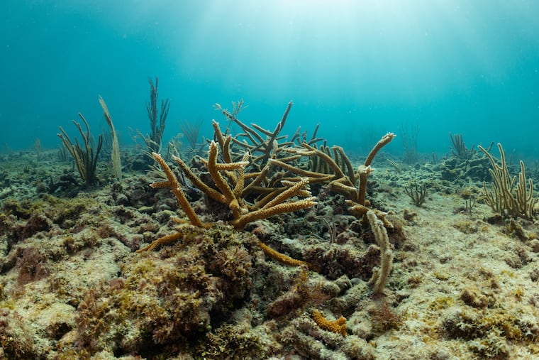 Scientists race to save Florida's coral reef as El Niño heats the ocean