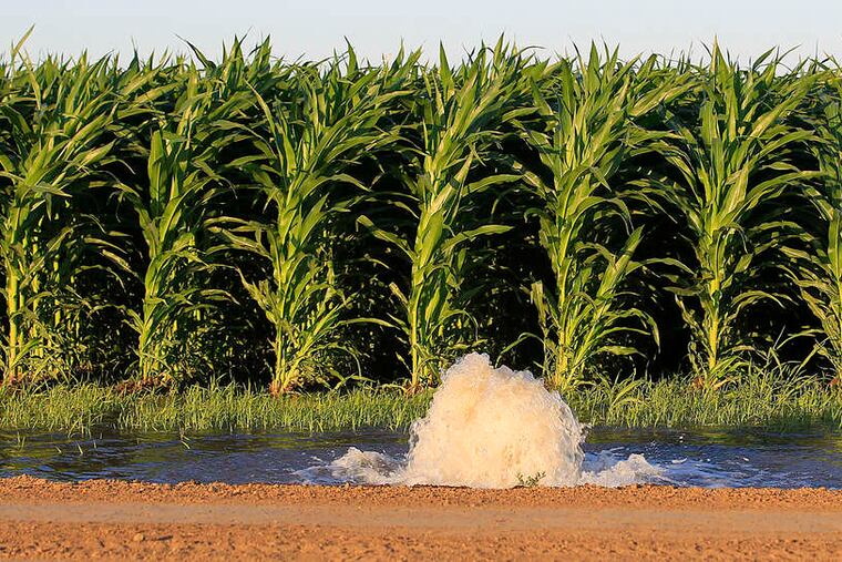 Water bubbles up from a pump flooding a cornfield in the Sacramento Valley. Farmers still make wide use of wasteful flood irrigation.